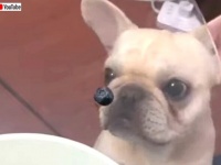 ガラス越しのフレブルちゃん「これ食べたいワン」と浮かんでいるブルーベリーにきょとん顔