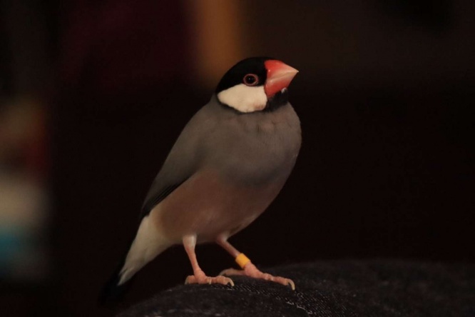 ちょっと抜けた子のポル（画像提供：ぼぉんぶんち＠BuncheeAZさん）