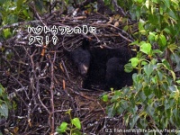ハクトウワシの巣でちゃっかり昼寝をするクマの姿が発見される