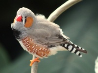 鳥の脳に記憶を植え付けて新しい歌を覚えさせることに成功。人間への応用にも期待(米研究)