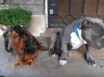 イタズラの容疑を追求された犬の反応が素直すぎる！