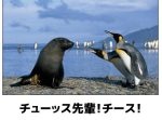 電車ではキケンです！ペンギンのボケてが平和な気持ちになれる件 10選