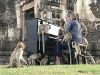 観光客が減り空腹の猿たちの現状を知ってもらうためピアニストが猿に囲まれながら演奏（タイ）