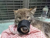 犬だと信じて助けてみたら野生のオオカミだった！極寒の川にはまって出られなかった所を作業員が救出（エストニア）