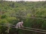 玉がヒュンってなる！　５０万ボルトの電線と格闘する男たち