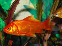 幸運の金魚。洪水で流されるも奇跡的に泥の水たまりで発見され、飼い主に引き渡される