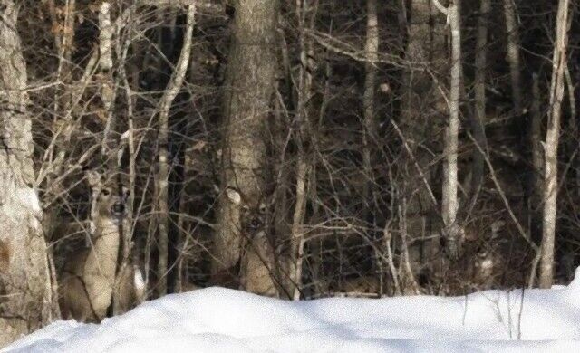 全部見つけられたかな？写真の中に隠れているカモフラージュの天才たちを探そう