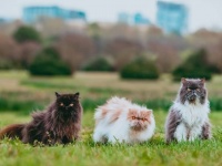 すべての財産と家を愛する猫7匹に相続させた女性