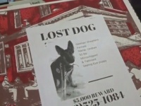 迷子の犬や猫を救え！アメリカのピザ屋がピザの箱に迷子ペットのチラシを貼って宅配するという試みが開始される