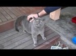 「ガマンできニャい！」撫でられると声が出ちゃう猫がカワイイ！