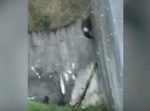 周到な犯行。　折れた木を使って塀の外に脱出を計るチンパンジー。