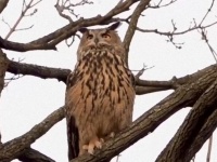 動物園生まれのワシミミズク、柵を破壊され外に飛び立ってしてしまうも、自力で狩りに初成功