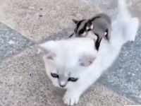 猫を調教して乗りこなしているフクロモモンガがいた