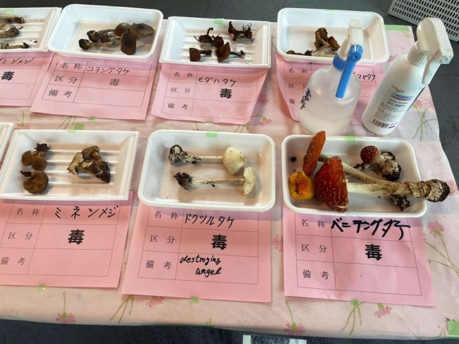 市内で採れたきのこ 