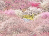 「すげ～絶景」「ずっと眺めていたい」　三重県いなべ市に出現中の〝桃源郷〟に5.1万人感嘆