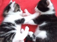 子猫という存在感の重さ。じゃれあって前足が口に入っただけでネットが激震