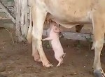 ママのおっぱいより美味しい？　子豚が牛のお乳をチュパチュパ