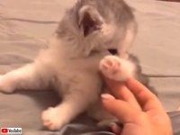 秋の夜長だから子猫を愛でよう！とにかくキュートな子猫を眺めて満足する動画