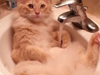 引っ越した日に出会った野良猫。当然飼うことになるわけだがニャンとも特別な水属性の猫だった。
