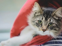 ダンボールにホイホイしてしまった子猫。うっかり荷物と間違えられ長距離輸送される（カナダ）