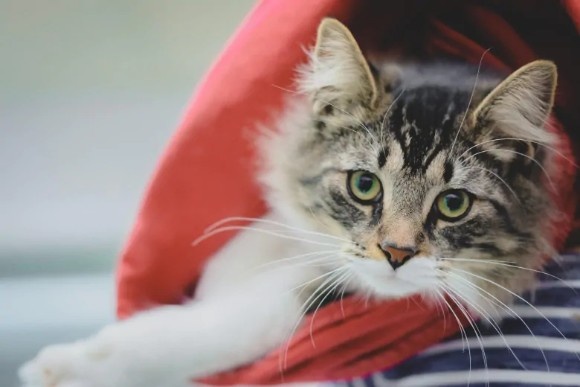 ダンボールにホイホイしてしまった子猫。うっかり荷物と間違えられ長距離輸送される（カナダ）