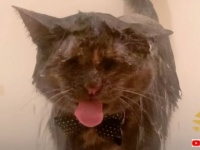 愛猫「お風呂よりもプールよりもコレが好き！」シャワーが大好き過ぎる猫、飼い主さんとのシャワータイムを満喫する