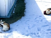 なんて幸せな光景なの...　コーギーさん、はじめての雪遊びでメチャはしゃぐ