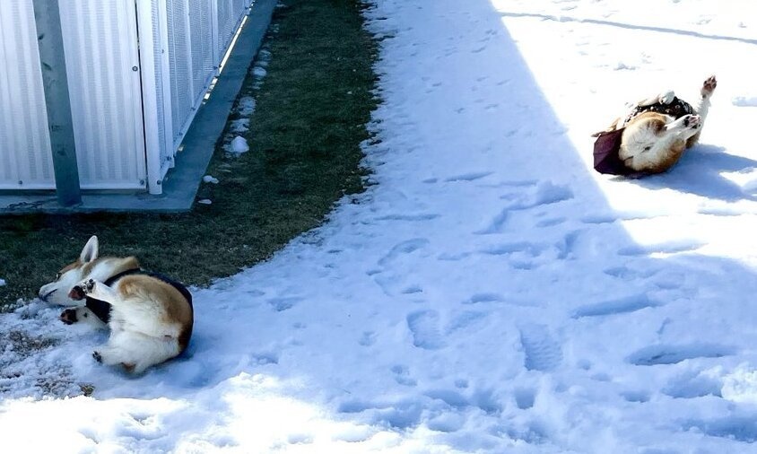 なんて幸せな光景なの...　コーギーさん、はじめての雪遊びでメチャはしゃぐ