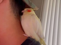 「ちょっと失礼、お昼寝するね」ゲームに夢中な飼い主の首筋でまどろむオカメインコ