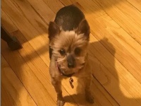 なるほどこうすればかまってくれるのか。怪我したフリして家族の注意を引こうとする犬が、なんとも健気でいじらしい件