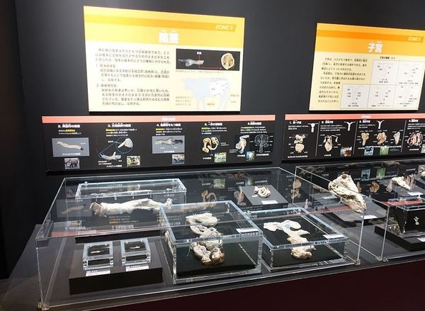 陰茎の展示