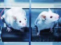 オス同士の2匹のマウスから健康な子供を作ることに成功