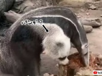 パンダの頭をくっつけた？オオアリクイの前足の擬態っぷりがすごい