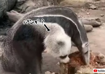 パンダの頭をくっつけた？オオアリクイの前足の擬態っぷりがすごい
