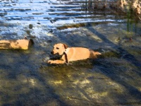 犬がぬかるみから出られない！通報をうけ救助隊がかけつけるもよかった、困っている犬はいなかった
