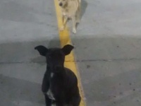 「私たちの家族になってください！」駐車場をさすらい飼い主を求めていた2匹の野良犬が保護されるまでの物語