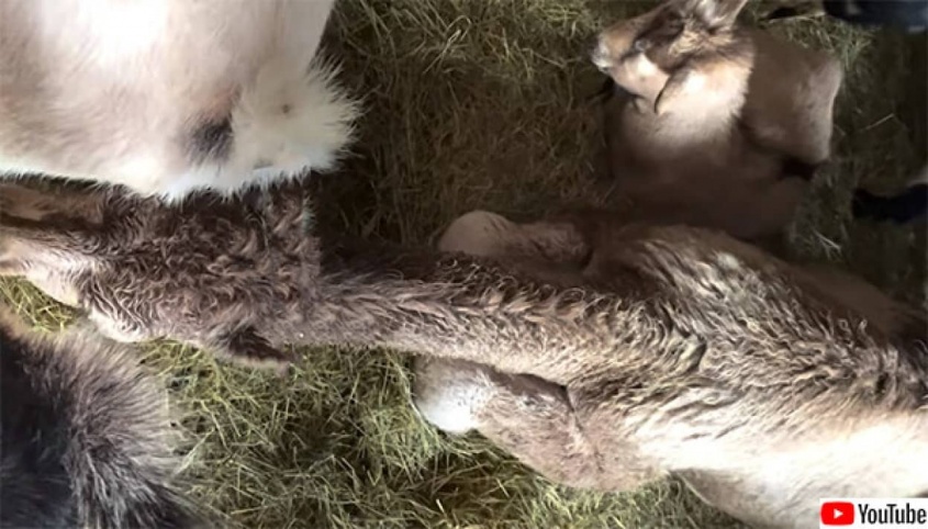 育児放棄されたラクダの子がヤギ牧場に引き取られ、ヤギと友情を築くまでの物語