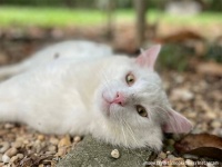 前の飼い主が置き去りした猫を家族に迎え入れた女性、その後次々と野良猫と出会い、すべて家族に