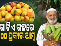 魔法の木かな。1本で300種ものマンゴーを実らせる木が存在する