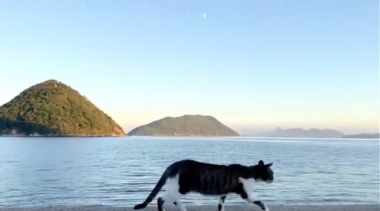 2匹目のニャンコ