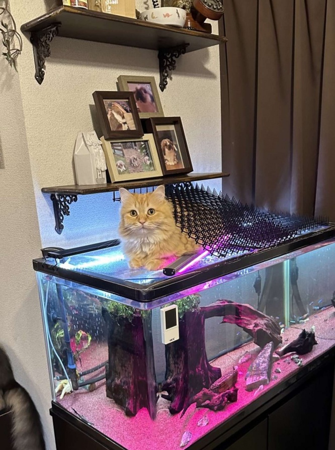 画像は再掲
