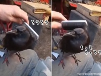 まだ足りん！カラスをブラシで撫でるのをやめると、わかりやすく催促してくる