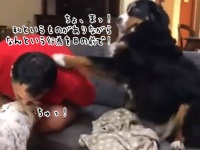 超やきもち焼きの犬、飼い主が仲間の犬にキスした時の反応が激しすぎた