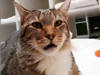 おまえら全員逃がしてやる。特殊スキルを持つ保護施設の猫、仲間を脱走させた罪で独房に監禁される（アメリカ）