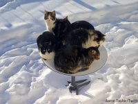 あったかいんだから。スターリンク衛星インターネット用アンテナが猫皿と化す