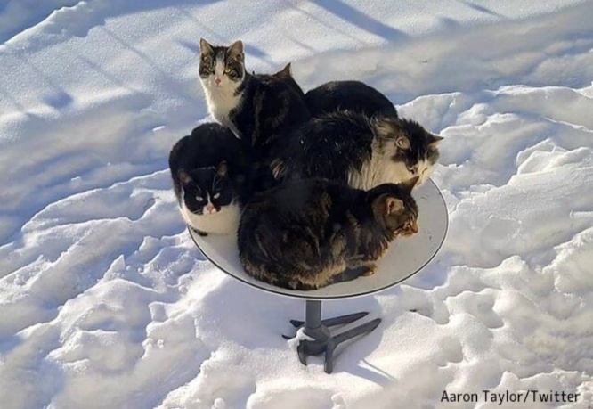 あったかいんだから。スターリンク衛星インターネット用アンテナが猫皿と化す