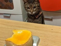 これは切りづらい　猫型ケーキをジーッと見つめるニャンコ、飼い主に「離れて」と懇願されるも...