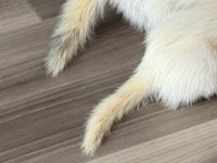 サメの口から飛び出した、２本の白いフワフワは...　激かわ〝捕食シーン〟に6.3万人もん絶「良すぎる」