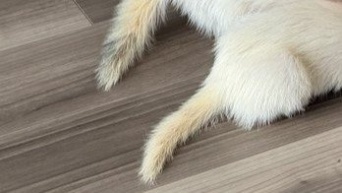 サメの口から飛び出した、２本の白いフワフワは...　激かわ〝捕食シーン〟に6.3万人もん絶「良すぎる」
