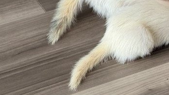 サメの口から飛び出した、２本の白いフワフワは...　激かわ〝捕食シーン〟に6.3万人もん絶「良すぎる」